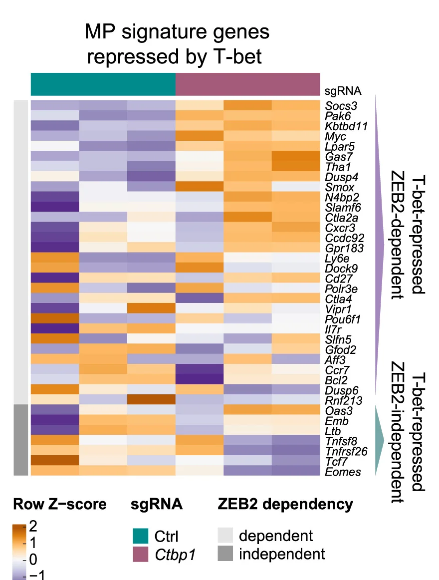 Open access visualization of Heatmap, Memory Precursor Signature, Genes, T-bet, ZEB2