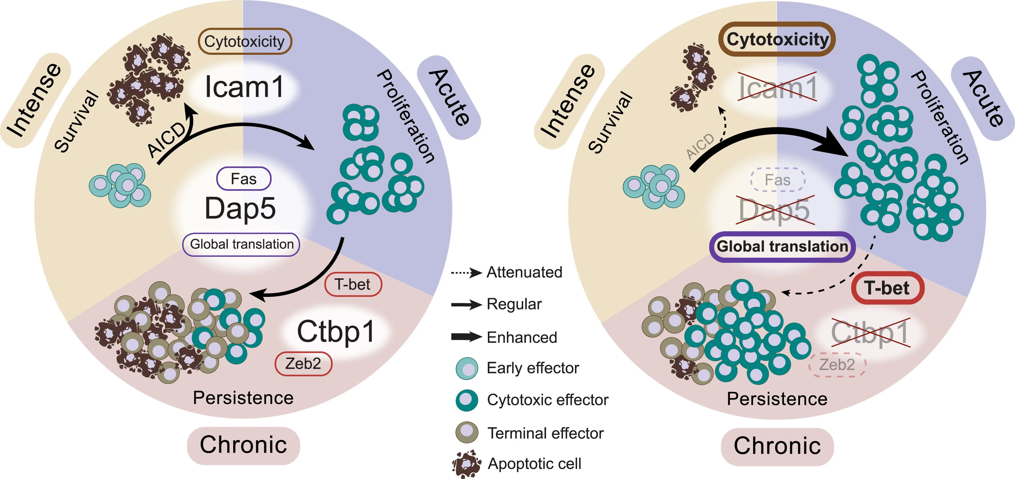 Open access visualization of Workflow, Illustration, Effector T Cells, TCR Stimulation, AICD