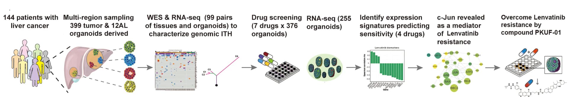 Open access visualization of Workflow, Flowchart, Study Design, Multi-region Sampling, Organoid Culture