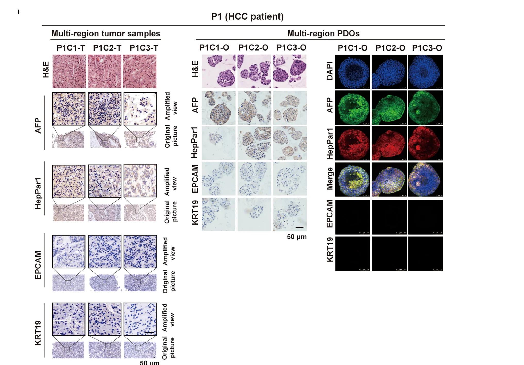 Open access visualization of Microscopy, Photo, H&E Staining, IHC Staining, Immunofluorescence Staining