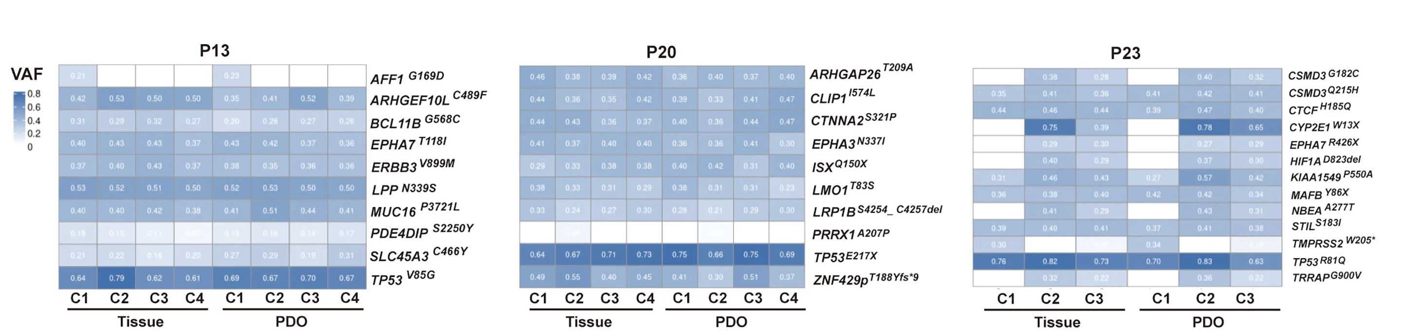 Open access visualization of Heatmap, Mutation VAFs, COSMIC Cancer Genes, Tumor Tissue, PDOs
