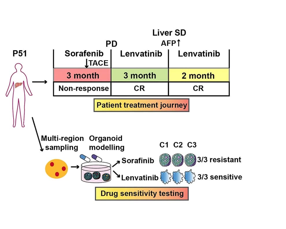Open access visualization of Workflow, Flowchart, Illustration, Schematic Diagram, Patient Journey