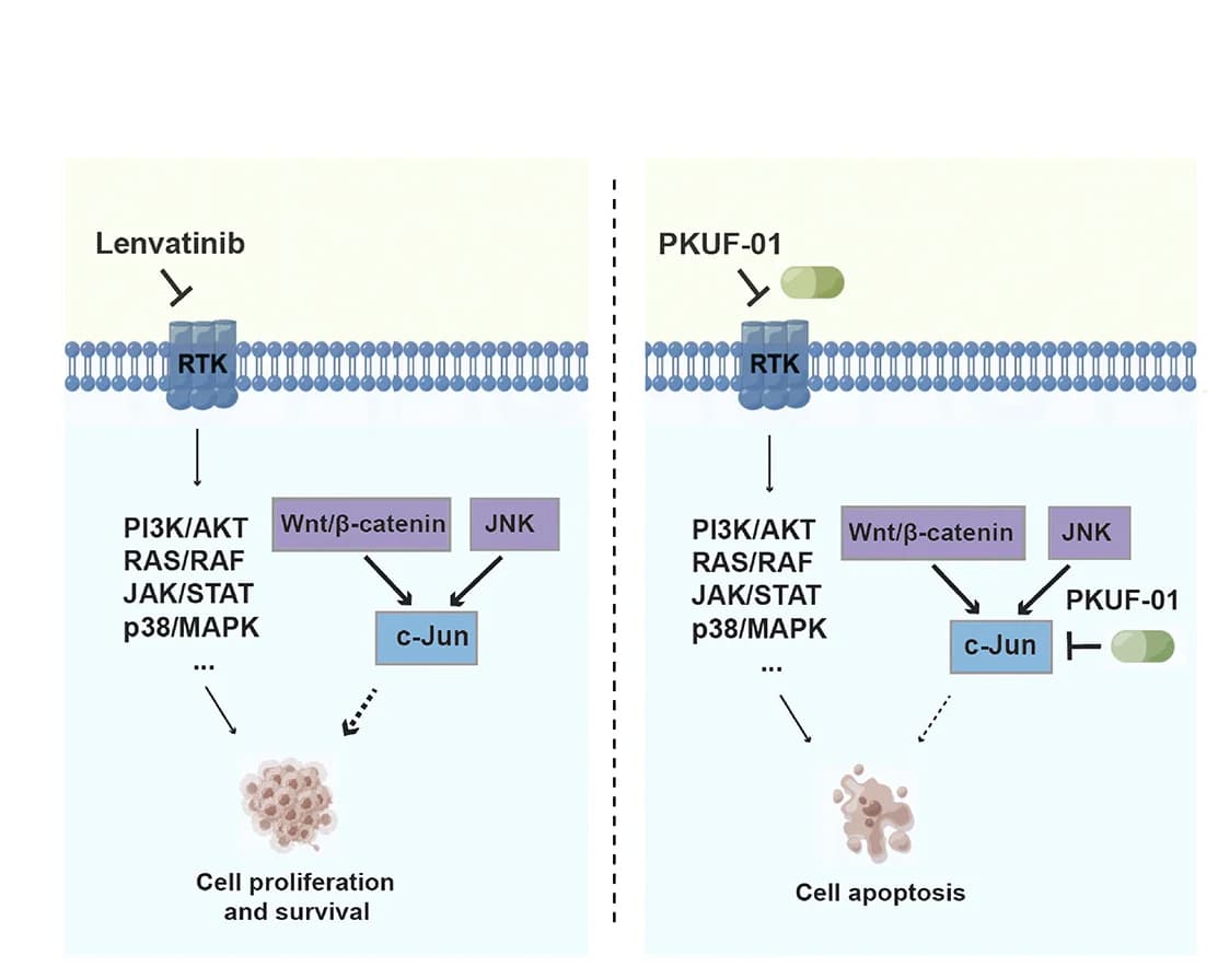 Open access visualization of Workflow, Illustration, Model, c-Jun, Lenvatinib Resistance