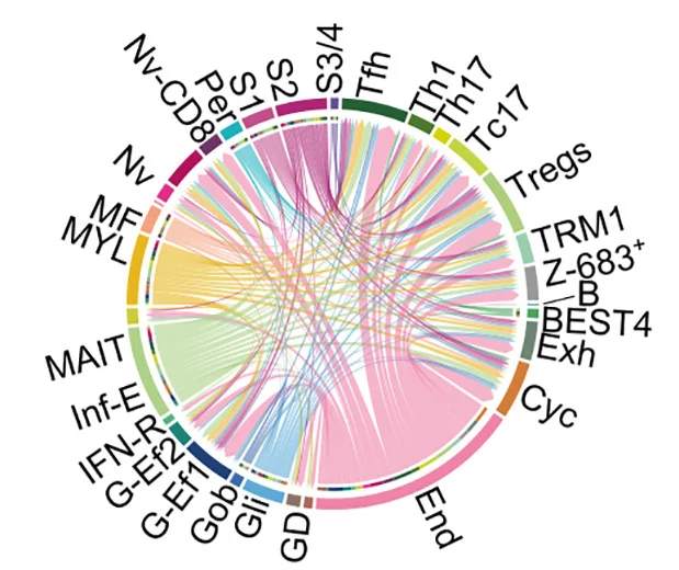 Open access visualization of Chord, Receptor Ligand Analysis, CXCL11-CXCR3 Signaling, Circos Plots, Cell Populations