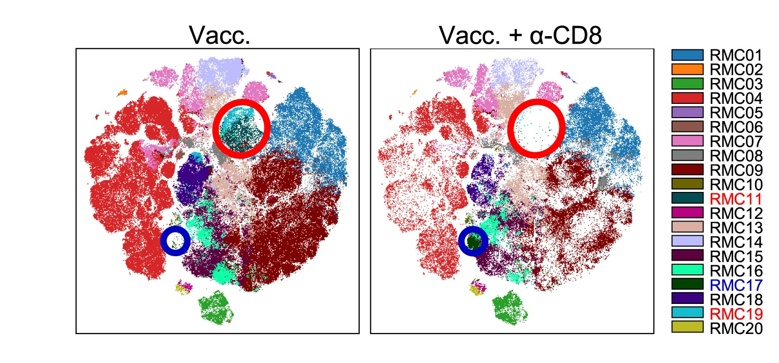 Open access visualization of UMAP, CD11b+ Myeloid Cells, CD11c+ Myeloid Cells, RMA-Qa1b-/- Tumors, Metacluster