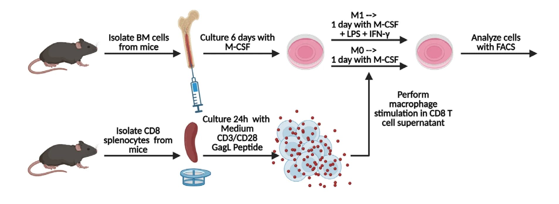 Open access visualization of Workflow, Flowchart, Illustration, Experimental Setup, BMDMs
