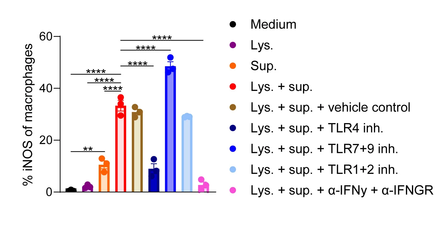 Open access visualization of Bar Plot, Error Bars, iNOS Expression, Cultured BMDMs, Activated CD8+ T Cells