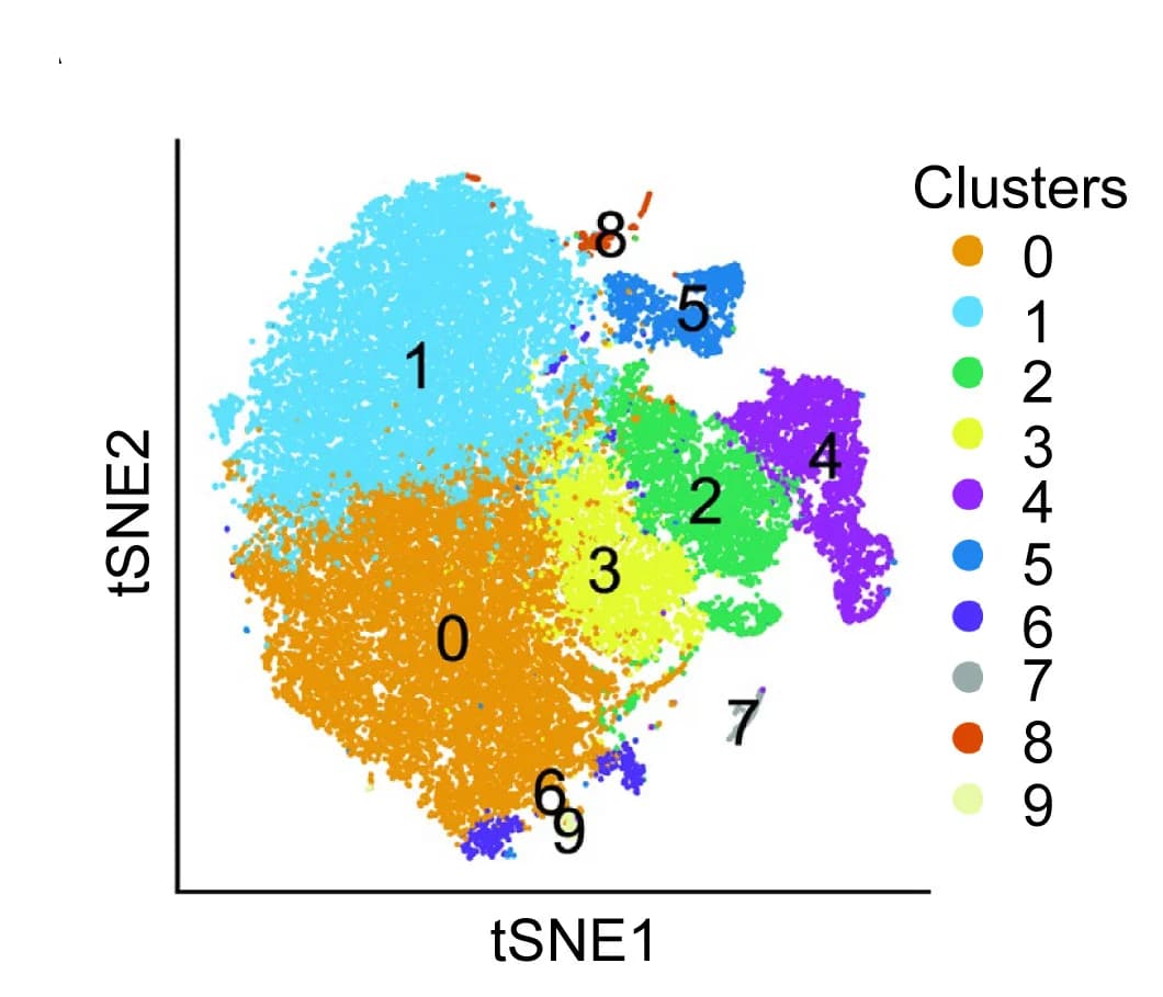 Open access visualization of Scatter Plot, UMAP, PCA, t-SNE Plots, Clusters