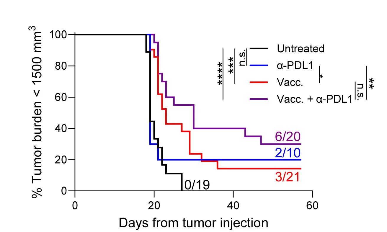 Open access visualization of Survival Curve, Line Step, Kaplan-Meier Graph, Mice, RMA-Qa1b-/- Tumors