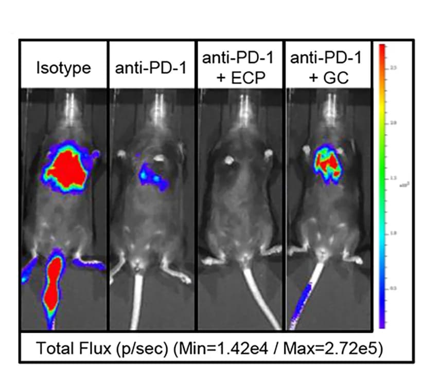 Open access visualization of Microscopy, Bioluminescence Imaging (BLI), Mice, B16.F10luc/GFP, Intravenous Injection