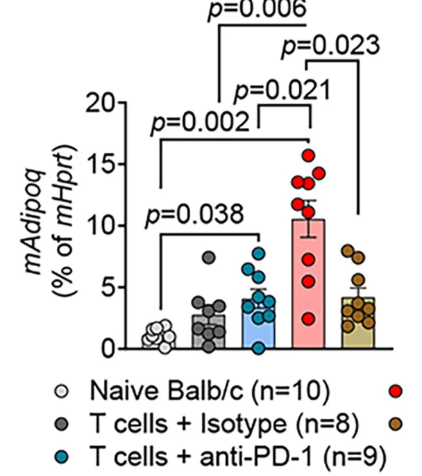 Open access visualization of Bar Plot, Error Bars, Scatter Plot, Adipoq Expression, qPCR