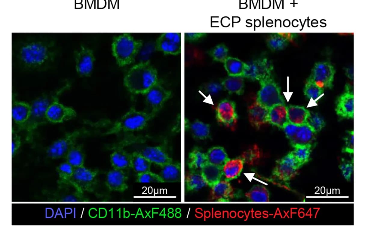 Open access visualization of Microscopy, Immunofluorescence, BMDMs, Splenocytes, Phagocytosis