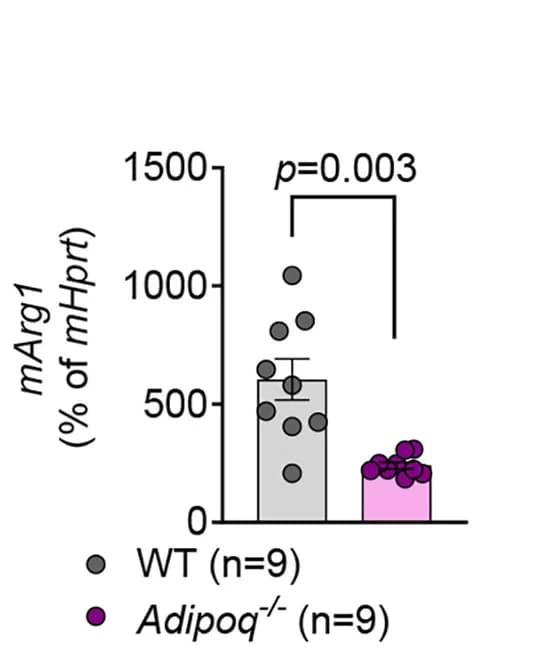 Open access visualization of Bar Plot, Error Bars, Scatter Plot, ARG1, BMDMs