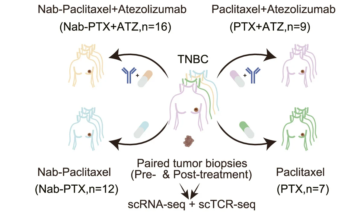 Open access visualization of Workflow, Illustration, Patient Cohorts, Study Design