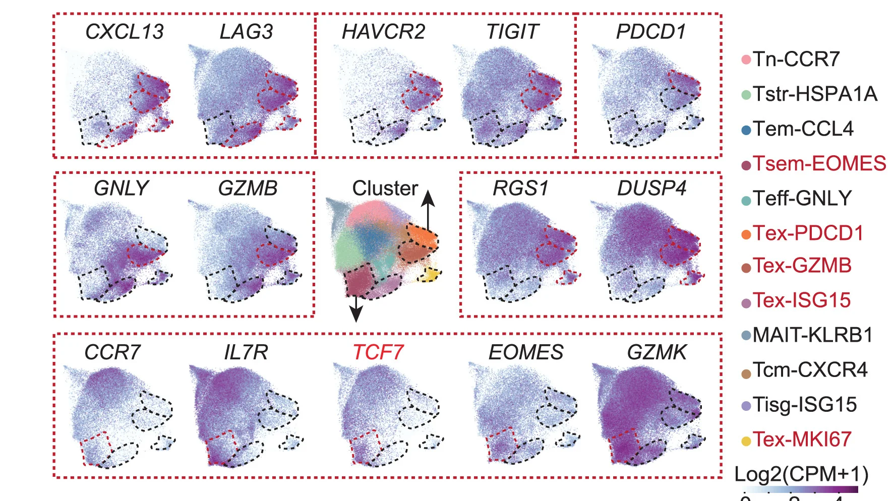 Open access visualization of UMAP, Scatter Plot, CD8+ T Cell, Gene Expression, CPM