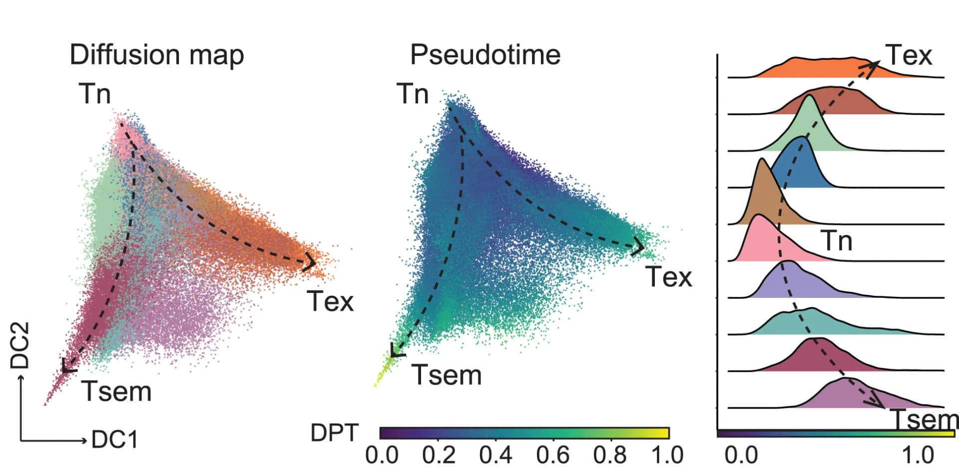 Open access visualization of Scatter Plot, Density Plot, CD8+ T Cell, Trajectory, Diffusion Map