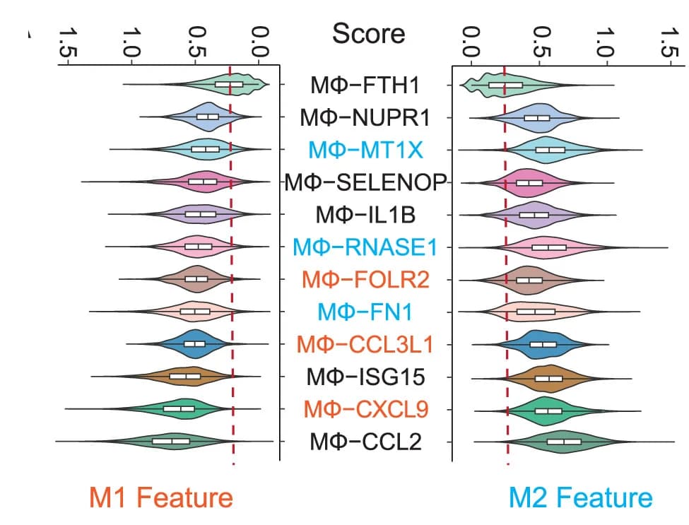 Open access visualization of Violin Plot, Box Plot, Violin Plots, Macrophage Subsets, M1 Features