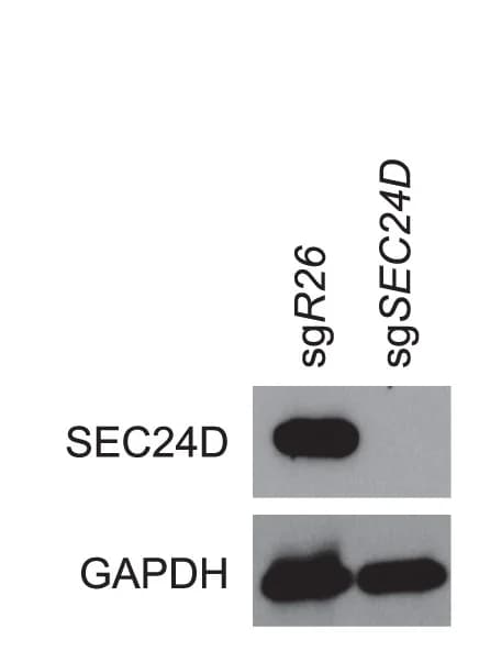 Open access visualization of Gel, Western Blot, SEC24D, WM266.4 Cells, Knockout