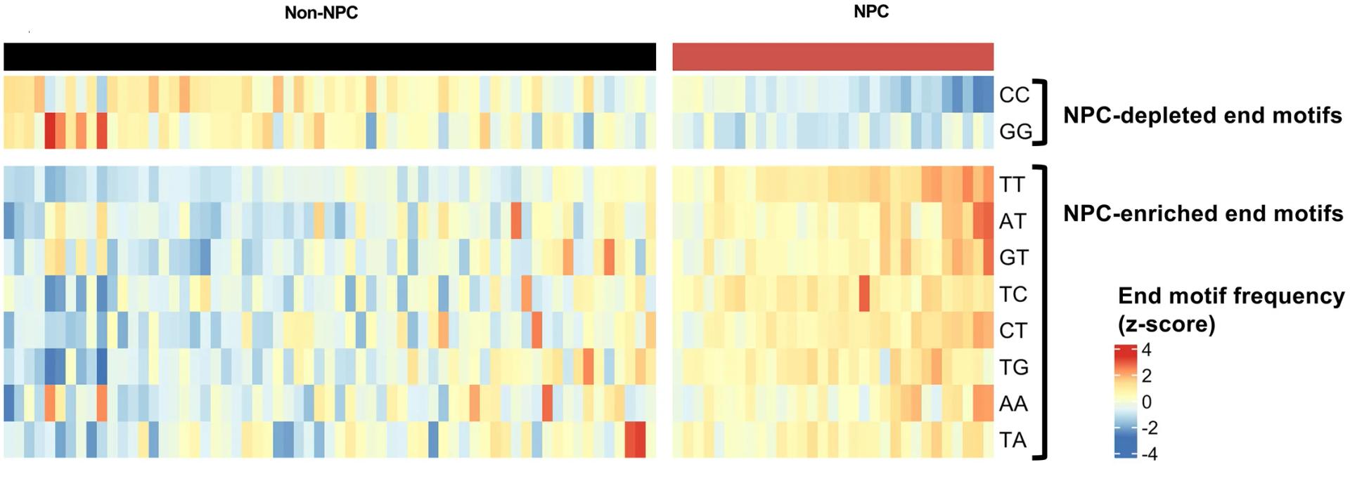 Open access visualization of Heatmap, 2-mer End Motifs, NPC, Non-NPC, End Motif Frequencies
