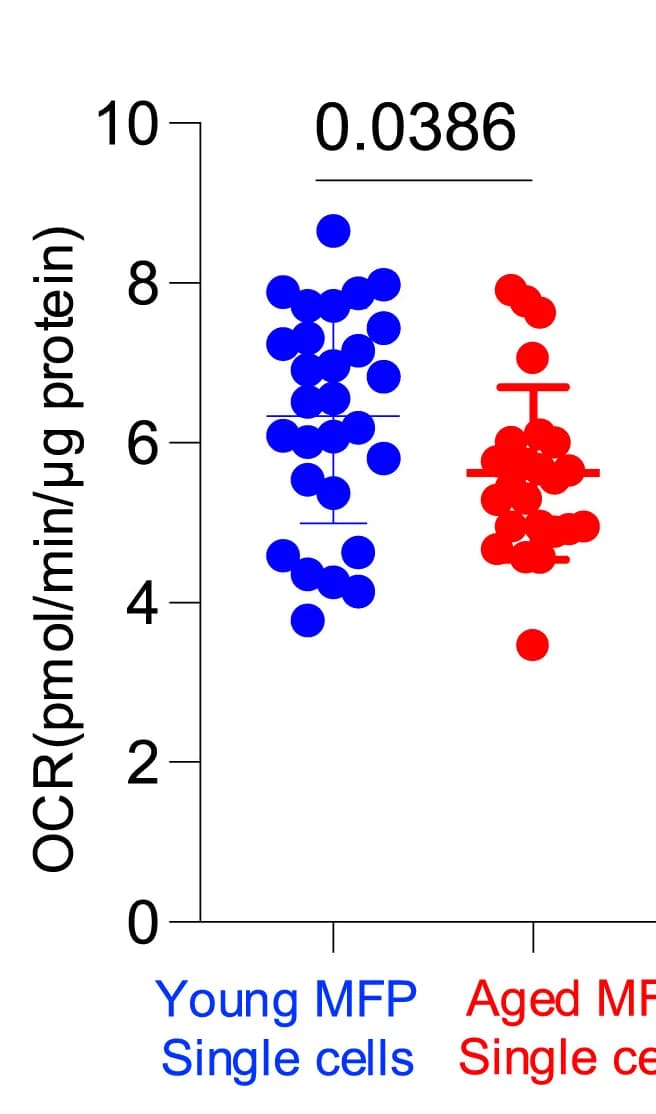 Open access visualization of Scatter Plot, Error Bars, Seahorse Basal Respiration, Technical Replicates