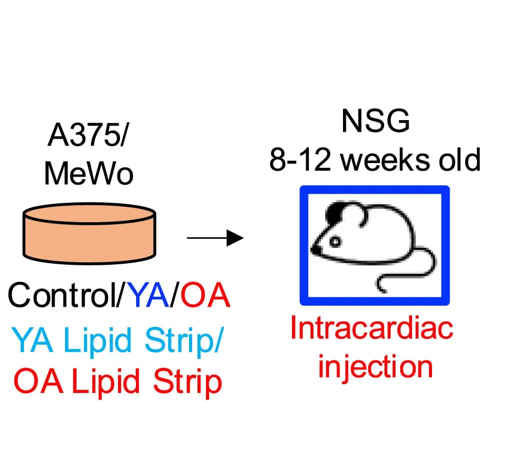 Open access visualization of Workflow, Experimental Model, Melanoma Cell Lines, Adipocyte Secretomes, Intracardiac Injection