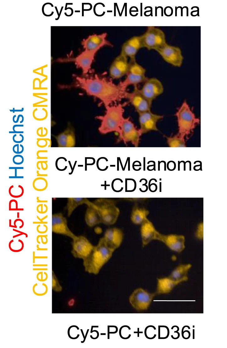Open access visualization of Microscopy, Images, SKMEL28 Cells, Cy5-PC, Salvianolic Acid B