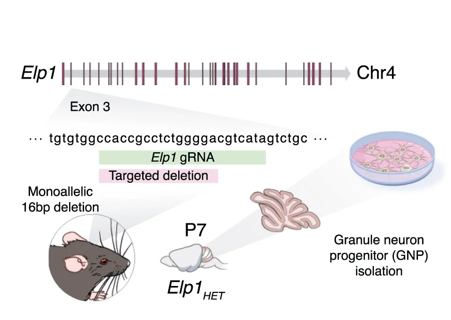 Open access visualization of Workflow, Illustration, Elp1HET Mouse Model, GNP Isolation, Cerebella