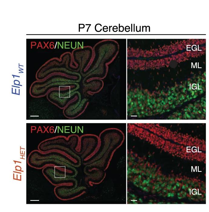 Open access visualization of Microscopy, Immunofluorescence, PAX6, NEUN, External Granule Layer