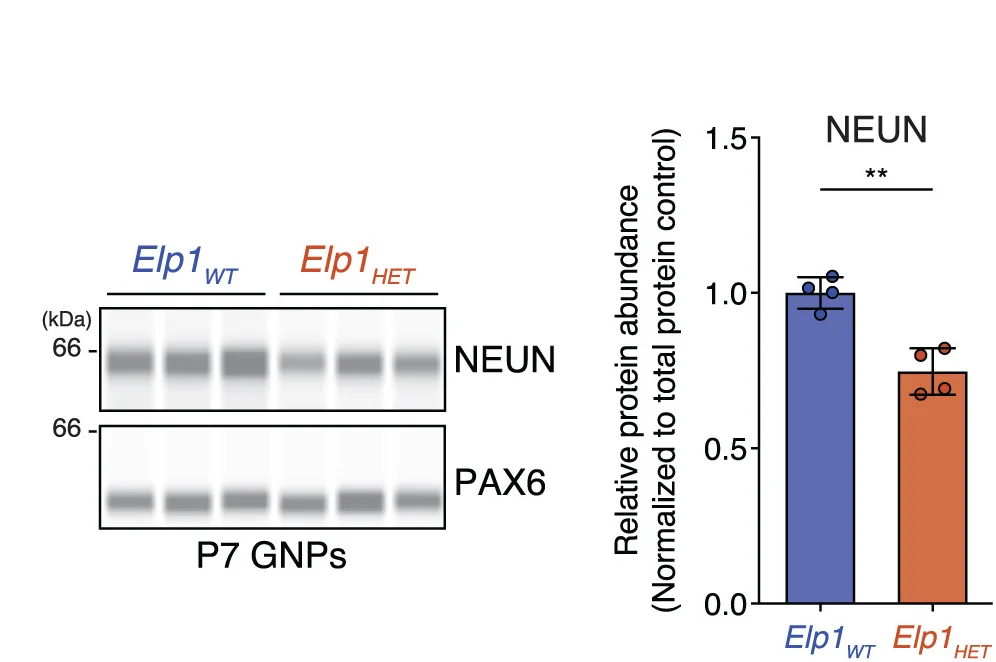 Open access visualization of Bar Plot, Photo, Gel, Western Blots, NEUN