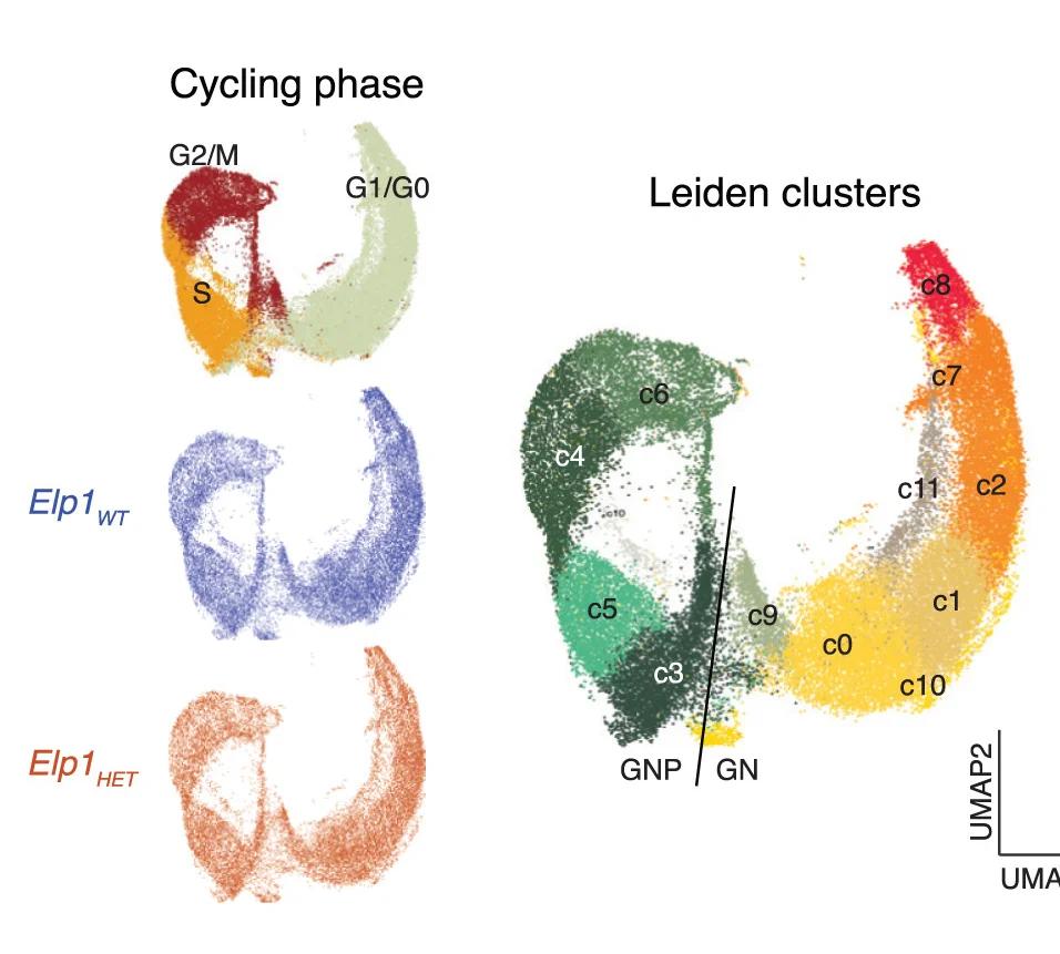 Open access visualization of UMAP, UMAP Plots, GN Lineage, GNP Population, GN Population