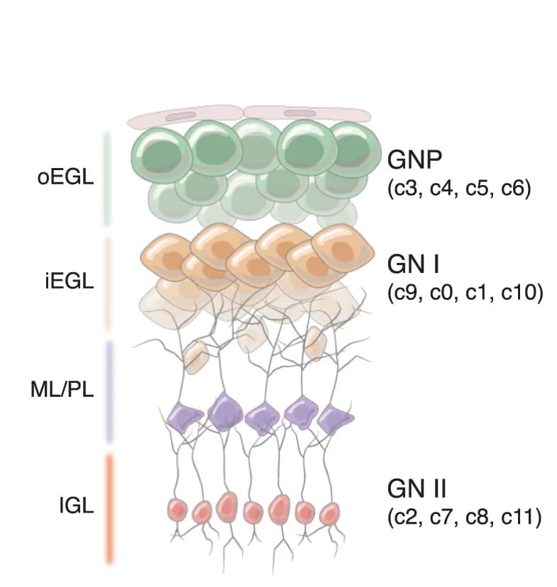 Open access visualization of Illustration, Schematic, Cerebellar Cortex Layers, Cell State, Leiden Clusters