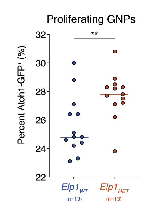 Open access visualization of Scatter Plot, Cycling GNPs, Elp1HET, Atoh1-GFP, Elp1WT