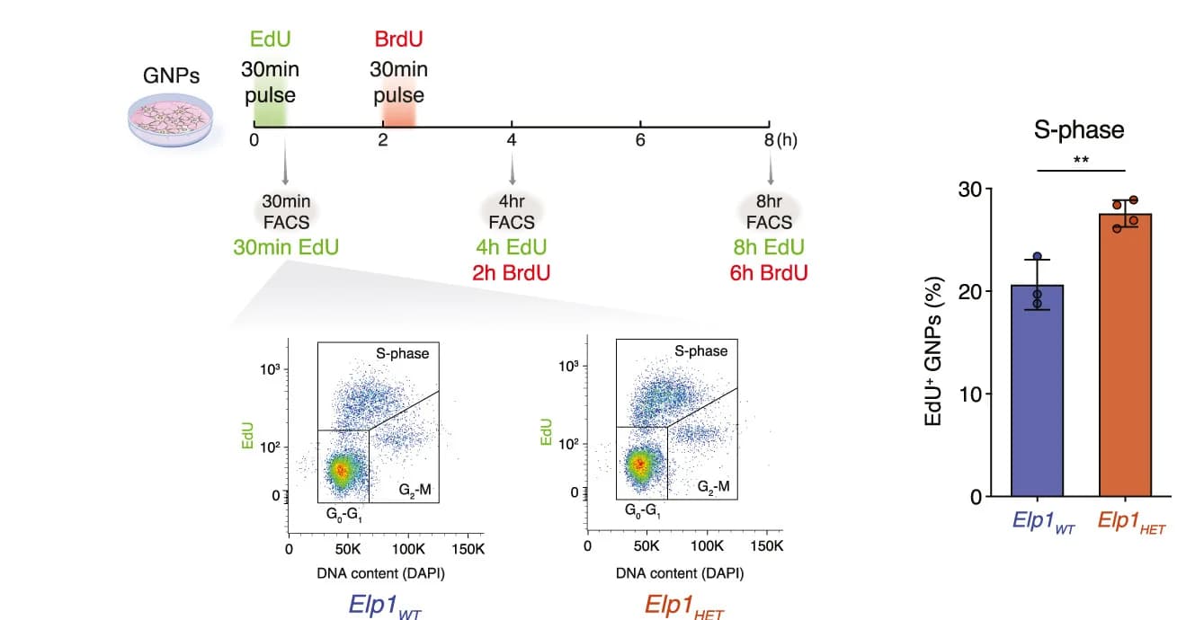 Open access visualization of Bar Plot, Scatter Plot, EdU/BrdU Labeling, Cell Cycle Dynamics, FACS