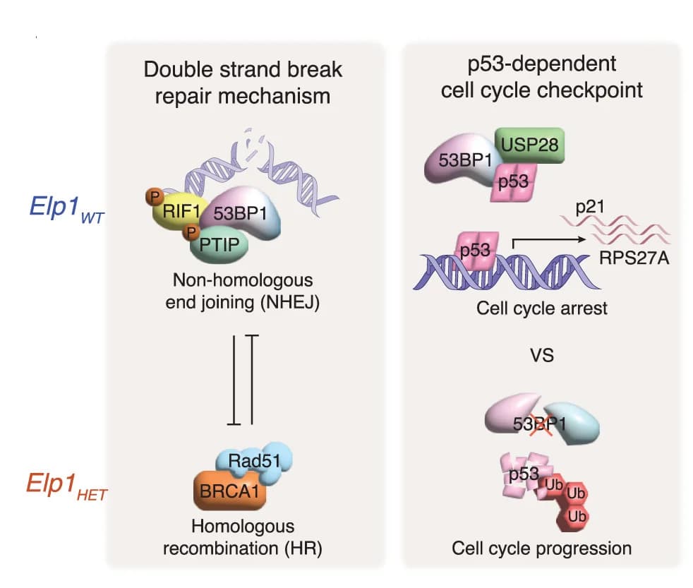 Open access visualization of Workflow, Illustration, 53BP1, DNA Repair, p53