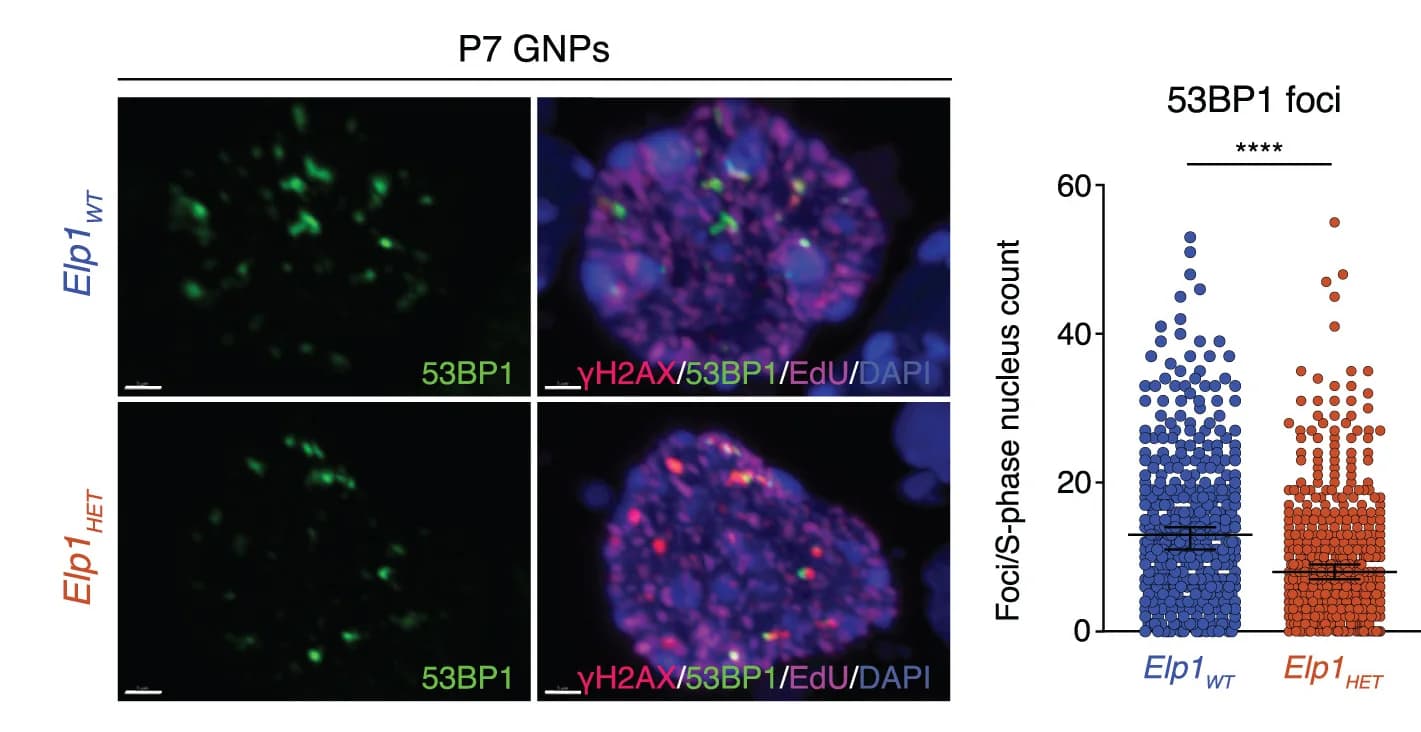 Open access visualization of Scatter Plot, Immunofluorescence, DNA Damage, DNA Repair, EdU