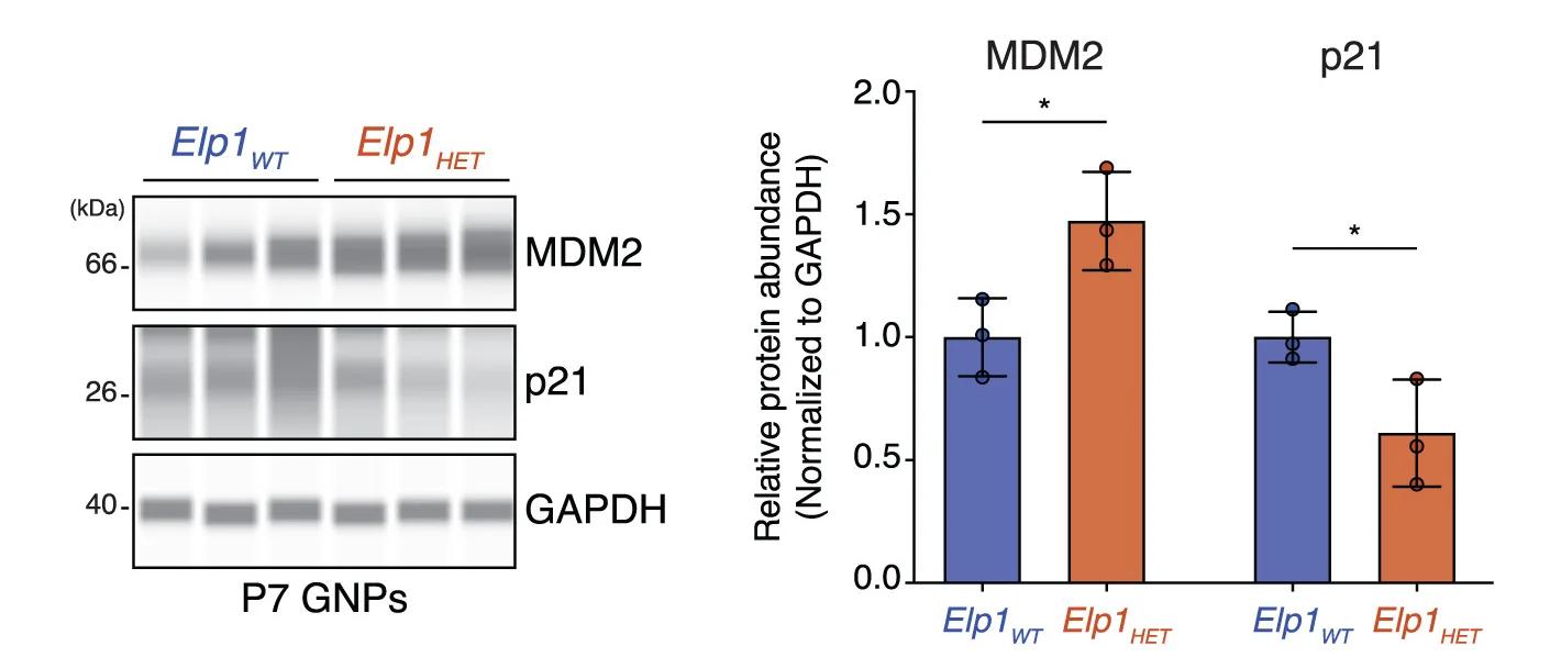 Open access visualization of Bar Plot, Error Bars, Western Blots, MDM2, p21