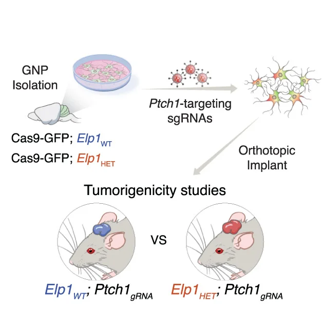 Open access visualization of Workflow, Illustration, Elp1HET;Ptch1gRNA, Elp1WT;Ptch1gRNA, Orthotopic Implant