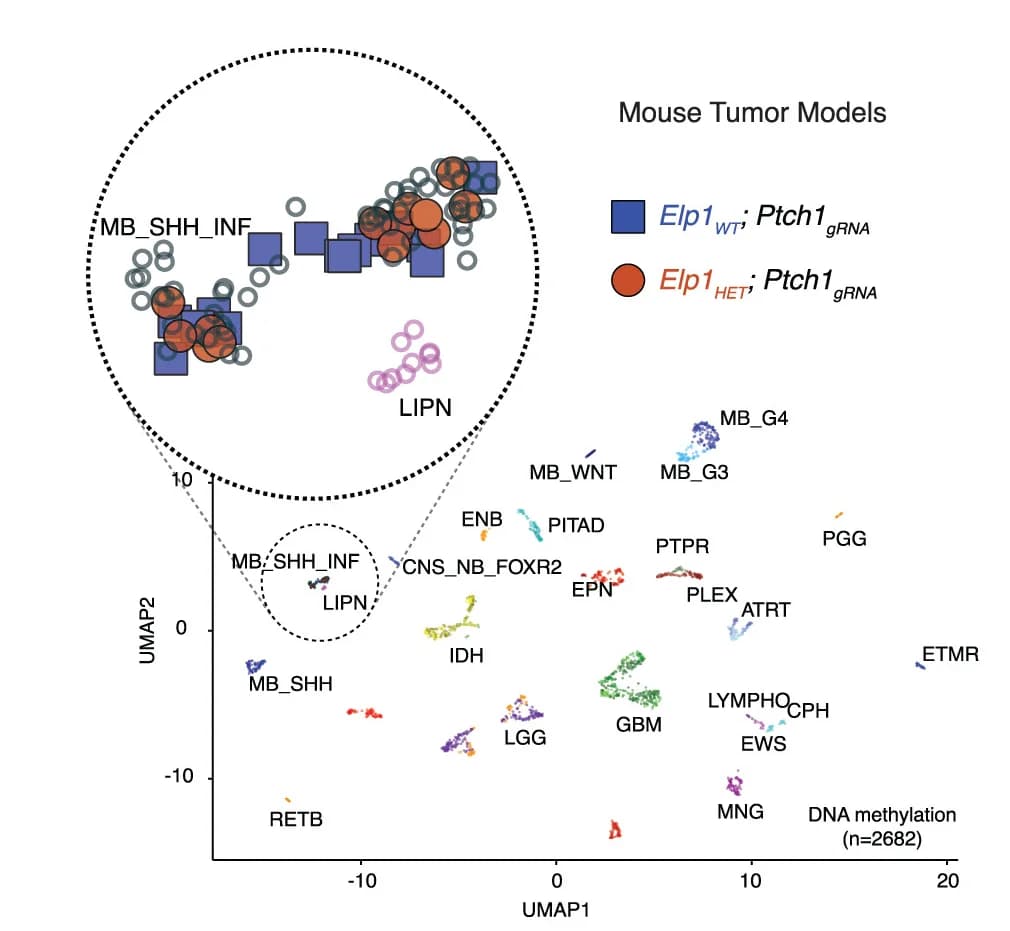 Open access visualization of UMAP, Scatter Plot, Bubble Plot, Unsupervised Clustering, CNS Tumor