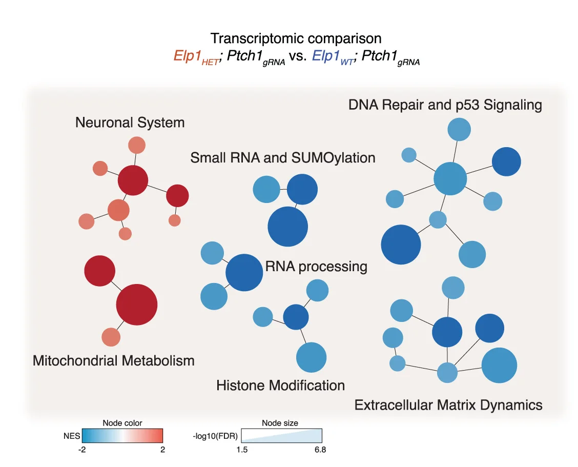 Open access visualization of Network, Network Visualization, GSEA Transcriptome, Gene Sets, Normalized Enrichment Score