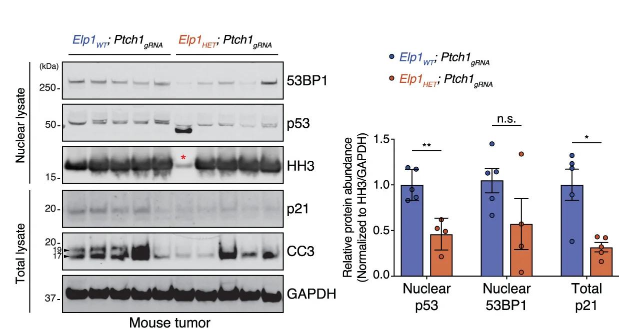 Open access visualization of Bar Plot, Error Bars, Gel, Western Blots, p53 Protein