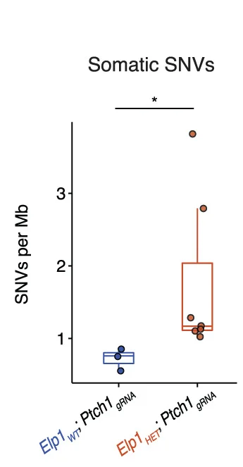 Open access visualization of Box Plot, Scatter Plot, Boxplot, Somatic Tumor, SNV Mutation