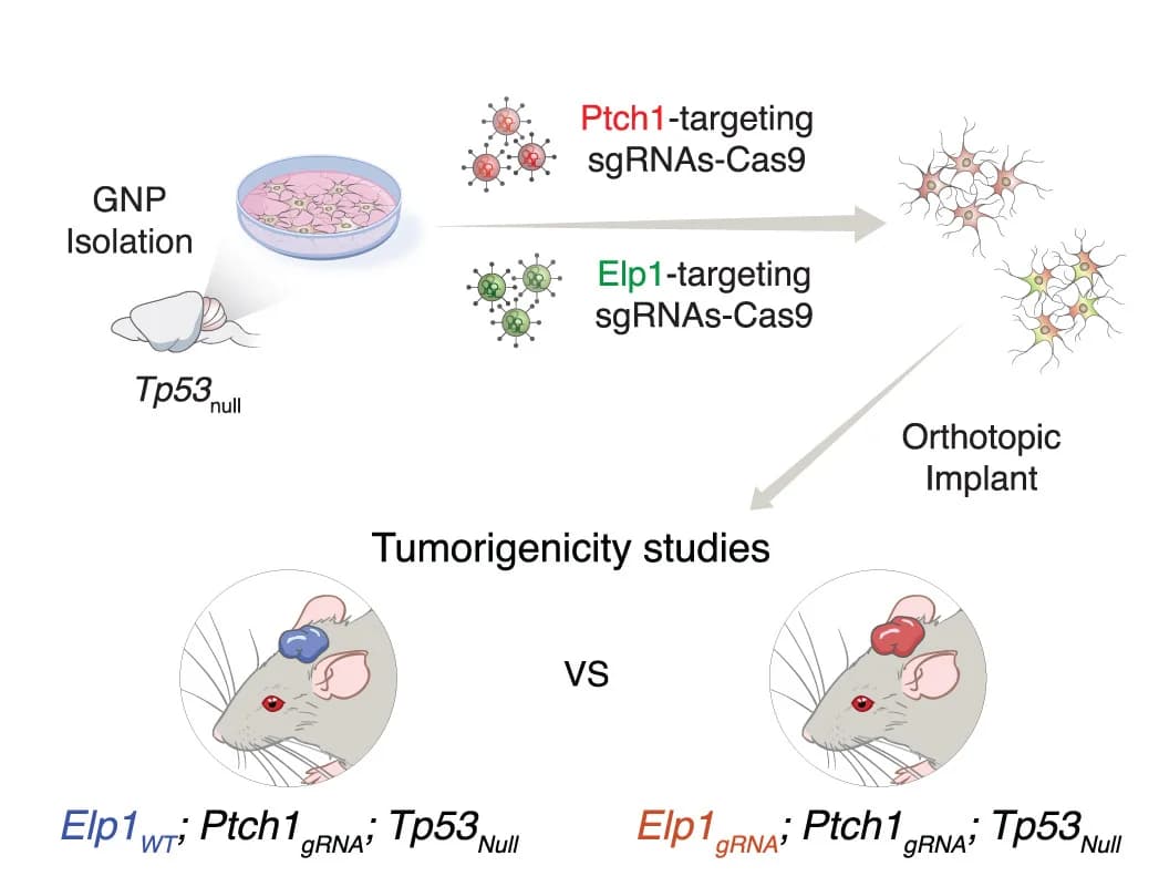 Open access visualization of Workflow, Illustration, Ptch1, Elp1, p53 Null GNPs
