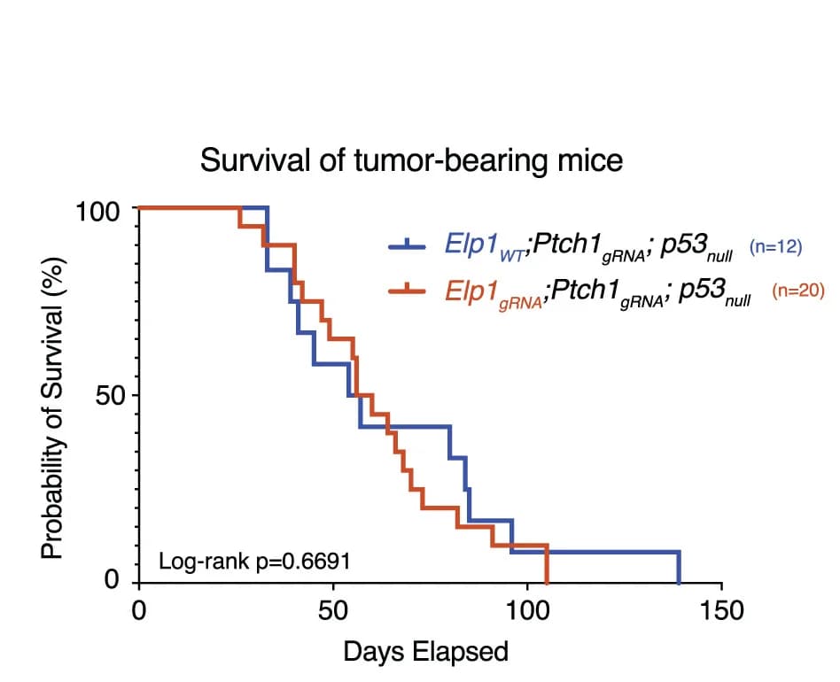 Open access visualization of Survival Curve, Survival Curves, Mice, GNPs, Tumor