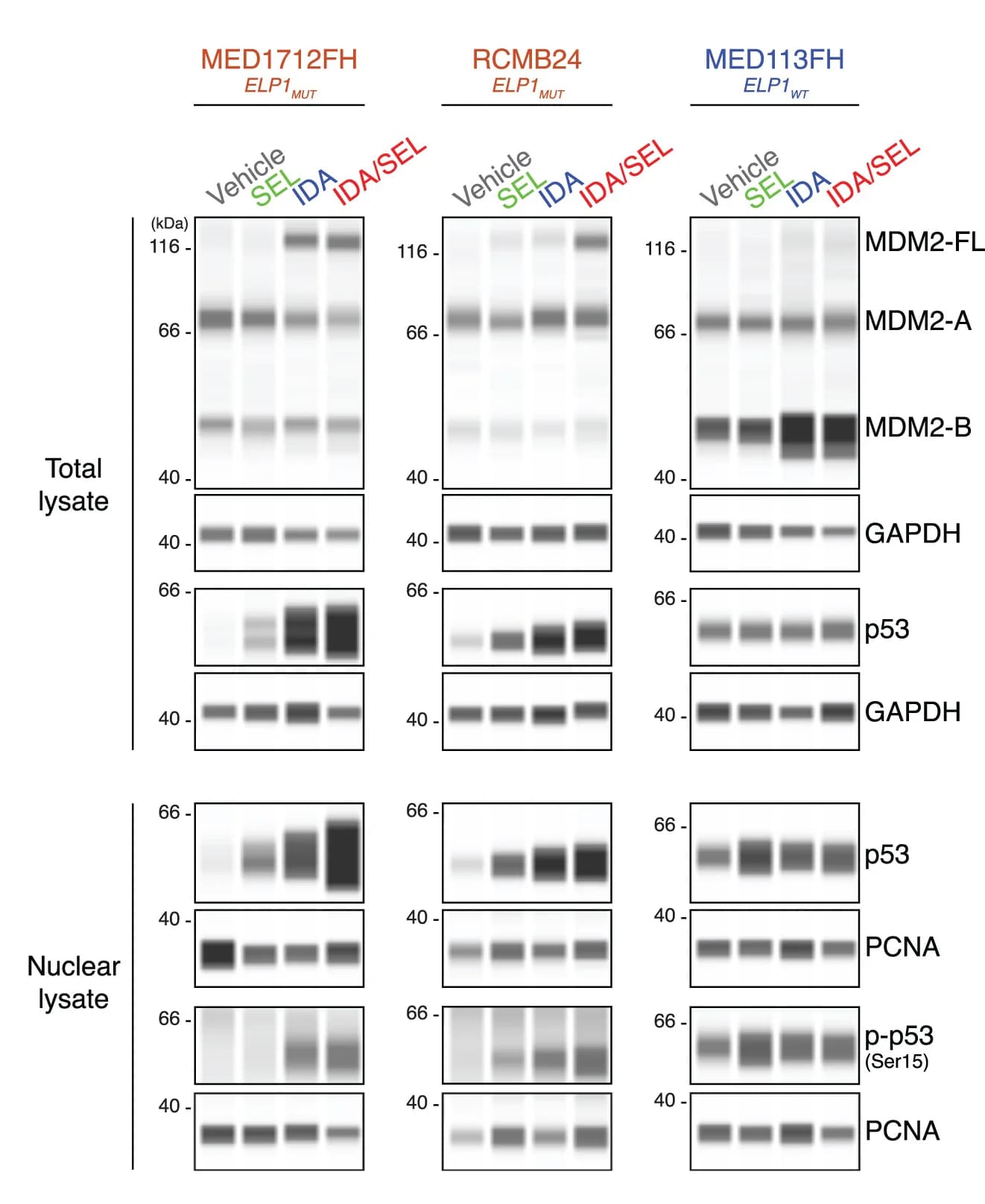 Open access visualization of Gel, Western Blots, MDM2, p53, GAPDH