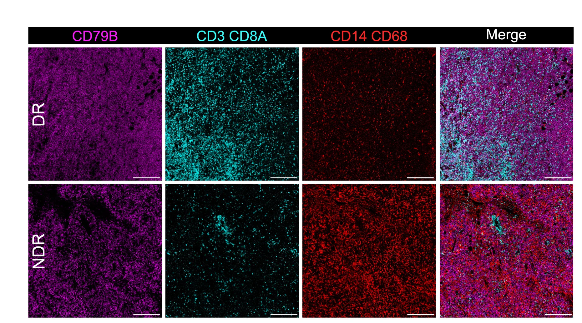 Open access visualization of Microscopy, TME, DR Patients, NDR Patients, IMC Images