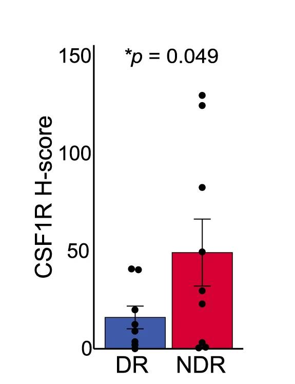 Open access visualization of Bar Plot, Error Bars, Scatter Plot, Immunohistochemistry, IHC CSF1R H-score