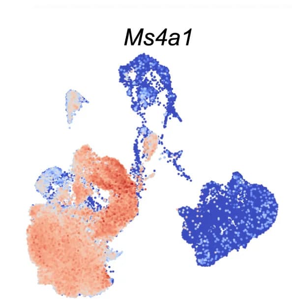 Open access visualization of Scatter Plot, UMAP, PCA, UMAP Plots, Ms4a1