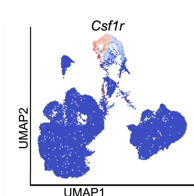 Open access visualization of Scatter Plot, UMAP, UMAP Plots, Csf1r, Gene Expression