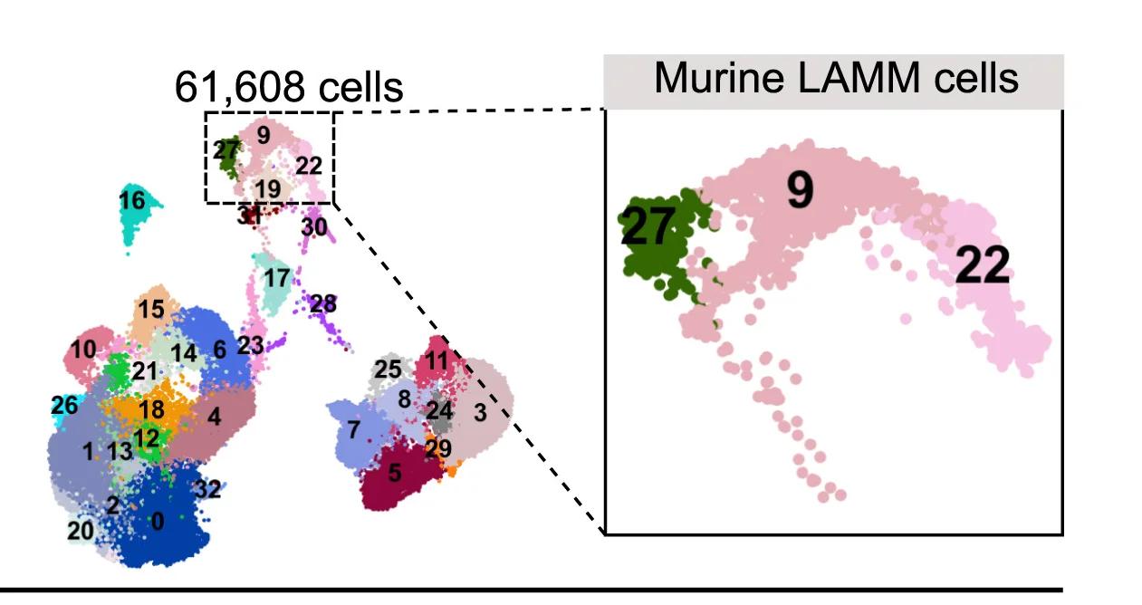 Open access visualization of Scatter Plot, UMAP, PCA, Phenographic Clustering, Analyzed Cells