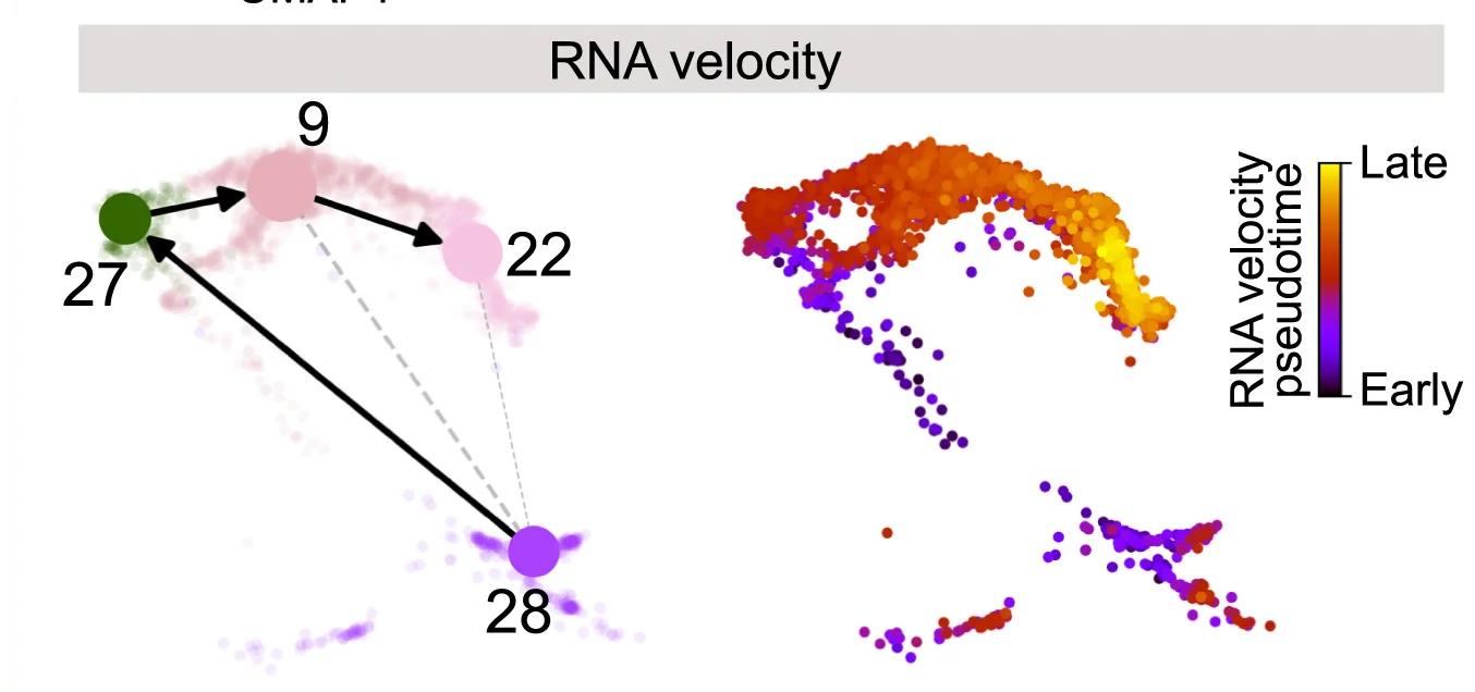 Open access visualization of Scatter Plot, Network, RNA Velocity Analysis, Myeloid Cells, LAMM Cells